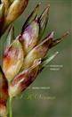  Spikelets